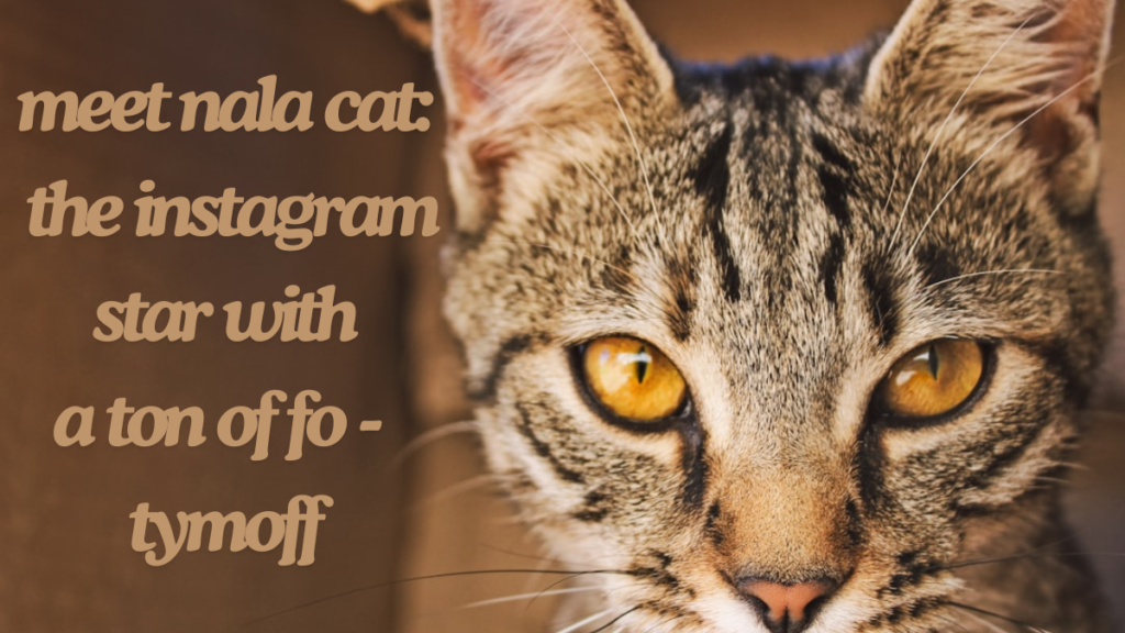 Meet nala cat: the instagram star with a ton of fo - tymoff the best guide