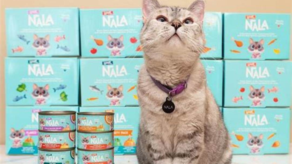 Meet nala cat: the instagram star with a ton of fo - tymoff the best guide