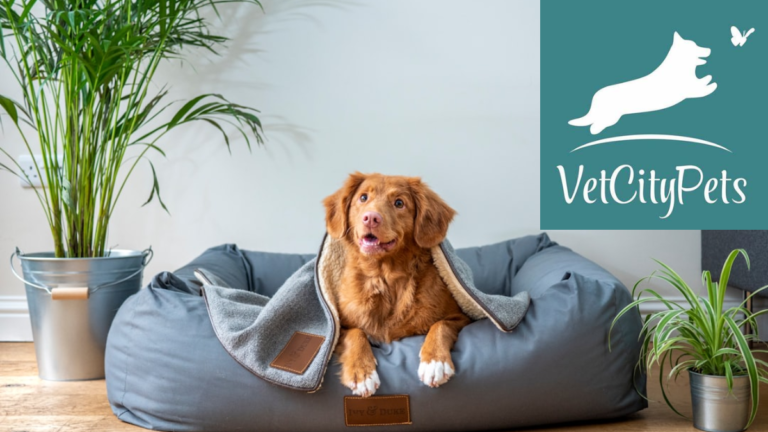 A Comprehensive Guide to ветеринарная клиника vetcitypets Veterinary Clinic Services